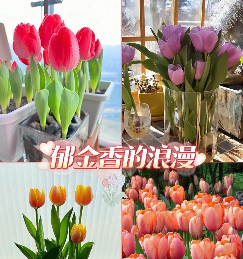 哪种花的花语代表智慧和聪颖？