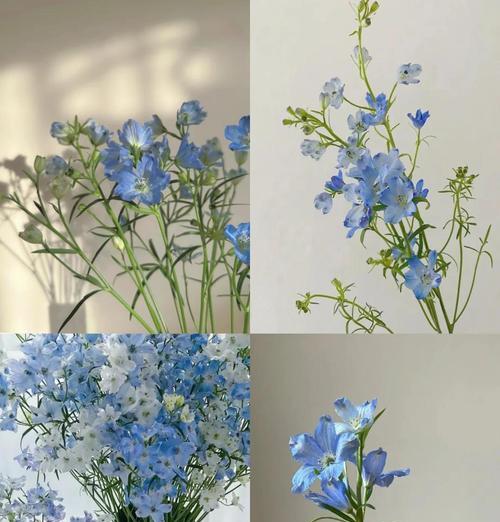 小飞燕的花语是什么？它象征着怎样的情感？