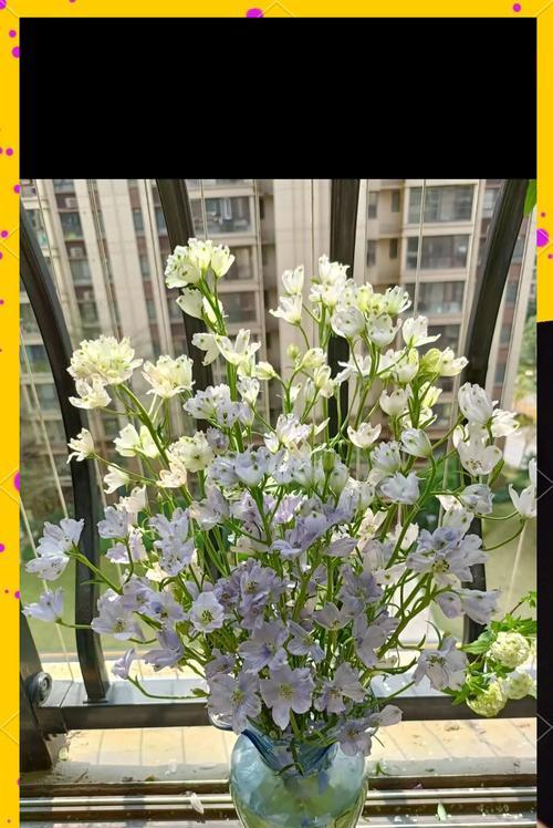 小飞燕的花语是什么？它象征着怎样的情感？