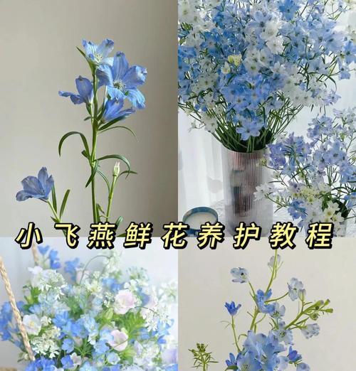 小飞燕的花语是什么？它象征着怎样的情感？