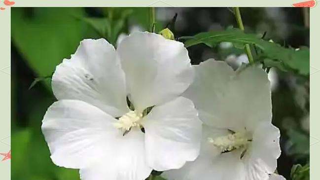 绽放的白花语是什么？白色花朵绽放的寓意何在？