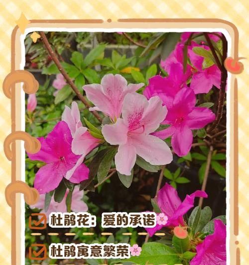 简单花的寓意是什么？简单花的花语有哪些？