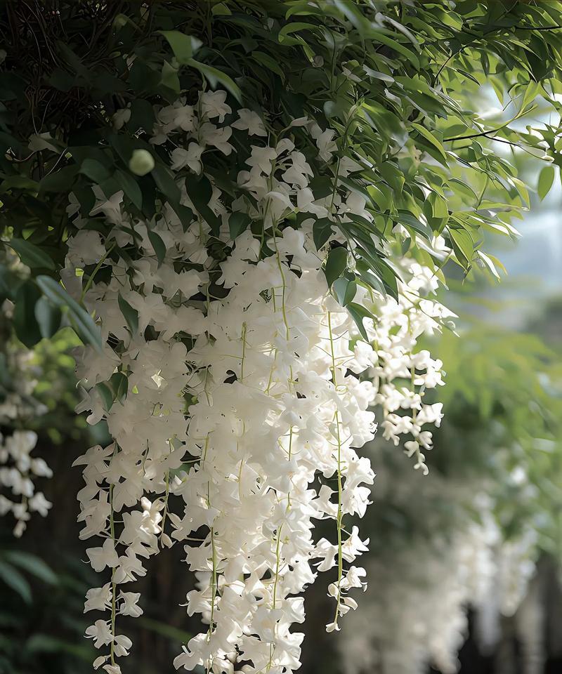 莫离花语代表什么？如何理解莫离花的深层含义？