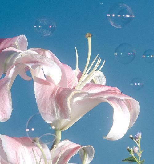 粉百合的花语是什么？粉百合代表的寓意是什么？