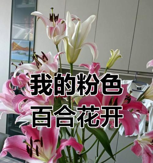 粉百合的花语是什么？粉百合代表的寓意是什么？