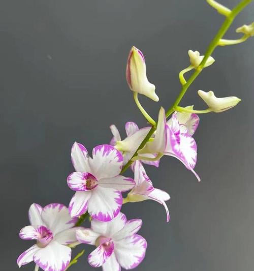 白花石斛兰的花语有何深意？