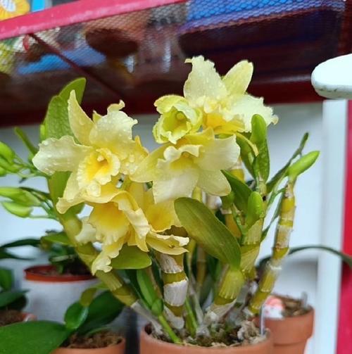 白花石斛兰的花语有何深意？