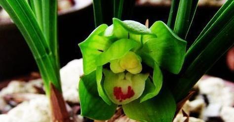春兰绿云的花语是什么意思？它代表了哪些寓意？