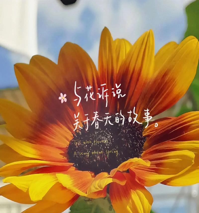 向日葵的花语不离不弃是什么意思？向日葵的含义有哪些？