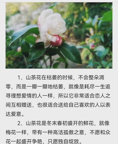 诡异花朵的花语代表什么？诡异花朵的含义是什么？