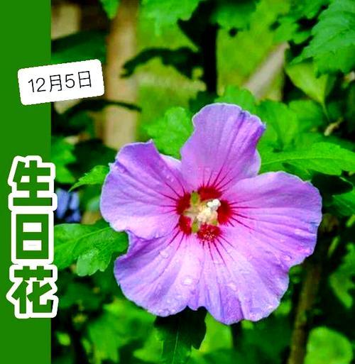 木木芙蓉的花语是什么？它有何象征意义？