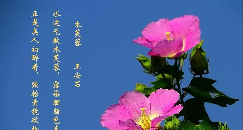 木木芙蓉的花语是什么？它有何象征意义？