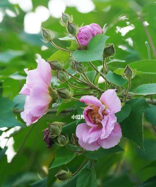 木木芙蓉的花语是什么？它有何象征意义？