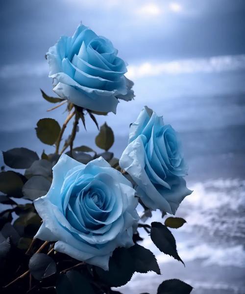 九朵蓝的花语是什么？九朵蓝色花束在花语中传递了什么信息？