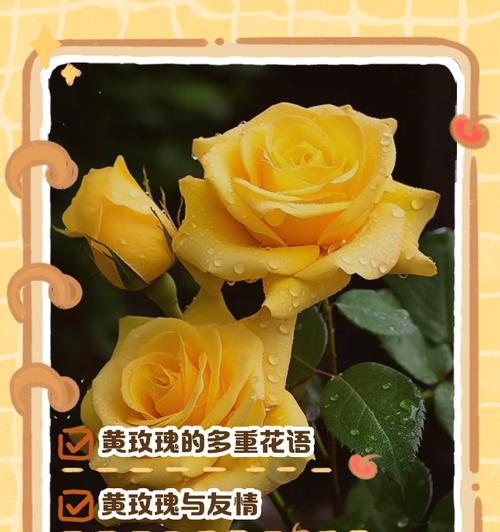 同学道歉时应该选择哪种花语？哪种花代表歉意？