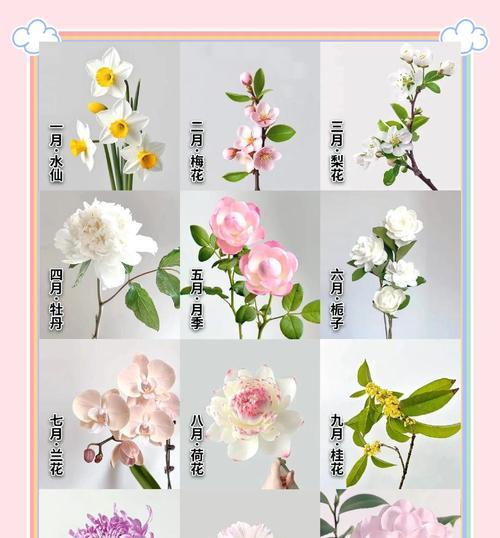 同学道歉时应该选择哪种花语？哪种花代表歉意？