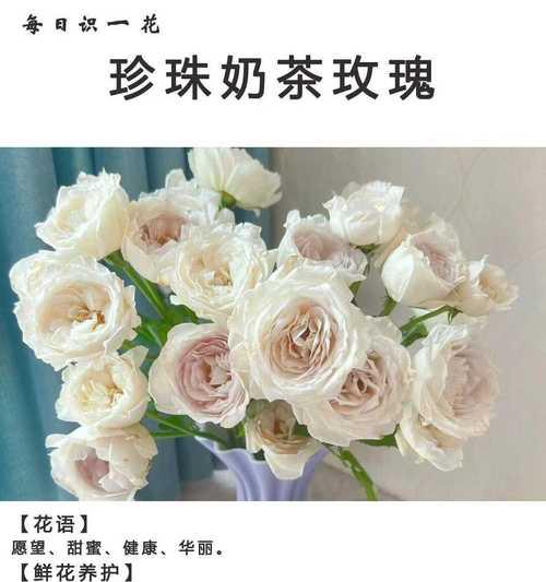 奶茶杯流行花语有哪些？