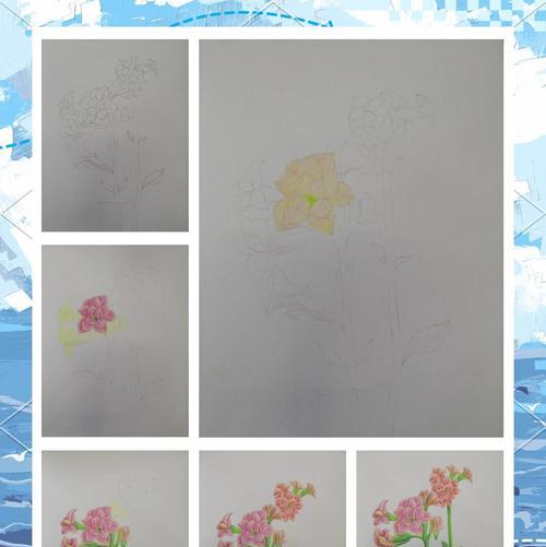 老人花语通常表达了什么？