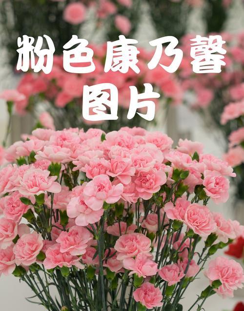 老人花语通常表达了什么？
