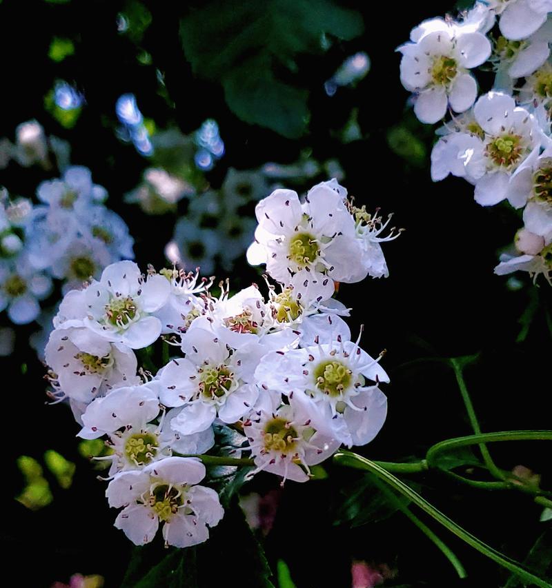 山楂花的花语你知道吗？