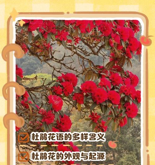 道具花语之谜是什么？如何解读花语背后的含义？