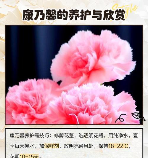 道具花语之谜是什么？如何解读花语背后的含义？