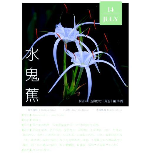 水鬼花代表了哪些寓意？