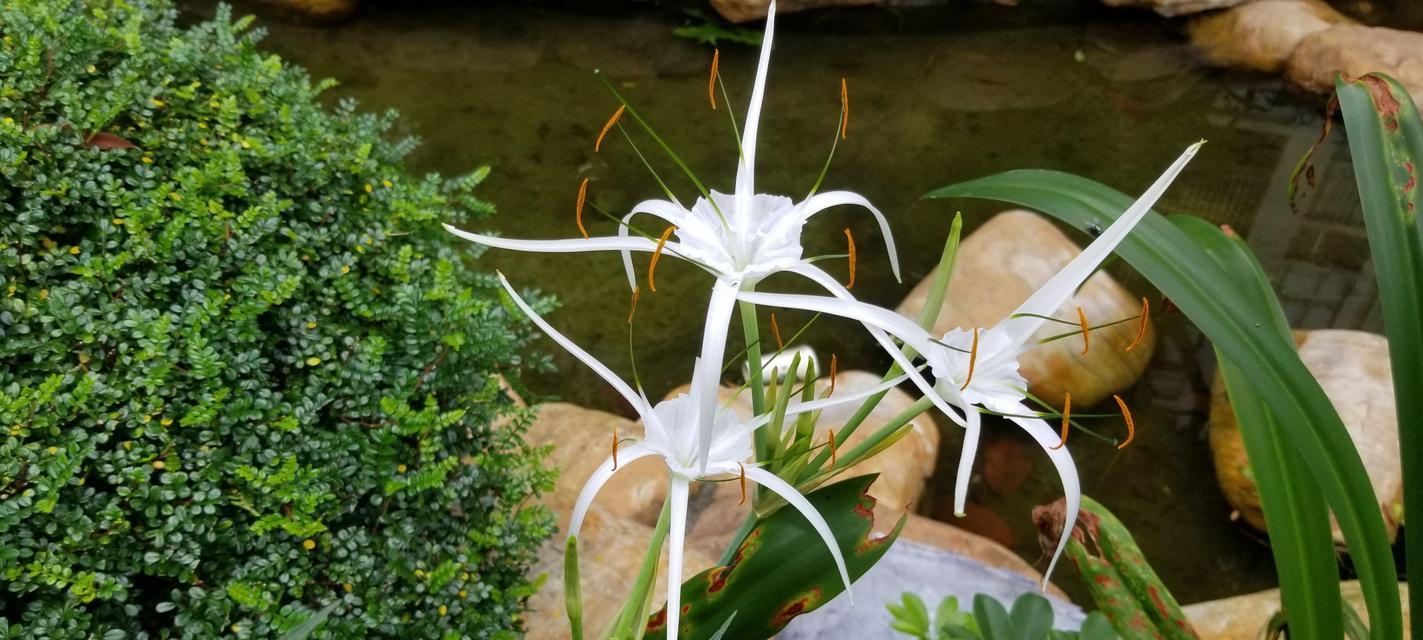 水鬼花代表了哪些寓意？