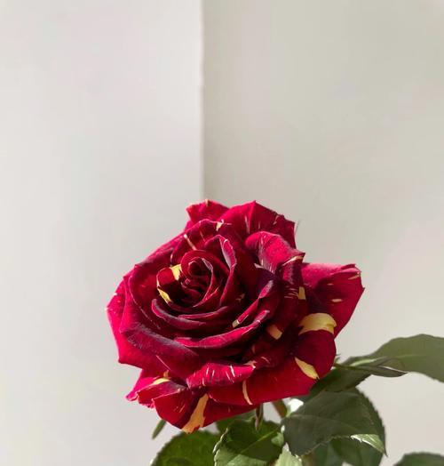 如何通过花语了解一个人？花语在人际交往中的作用是什么？