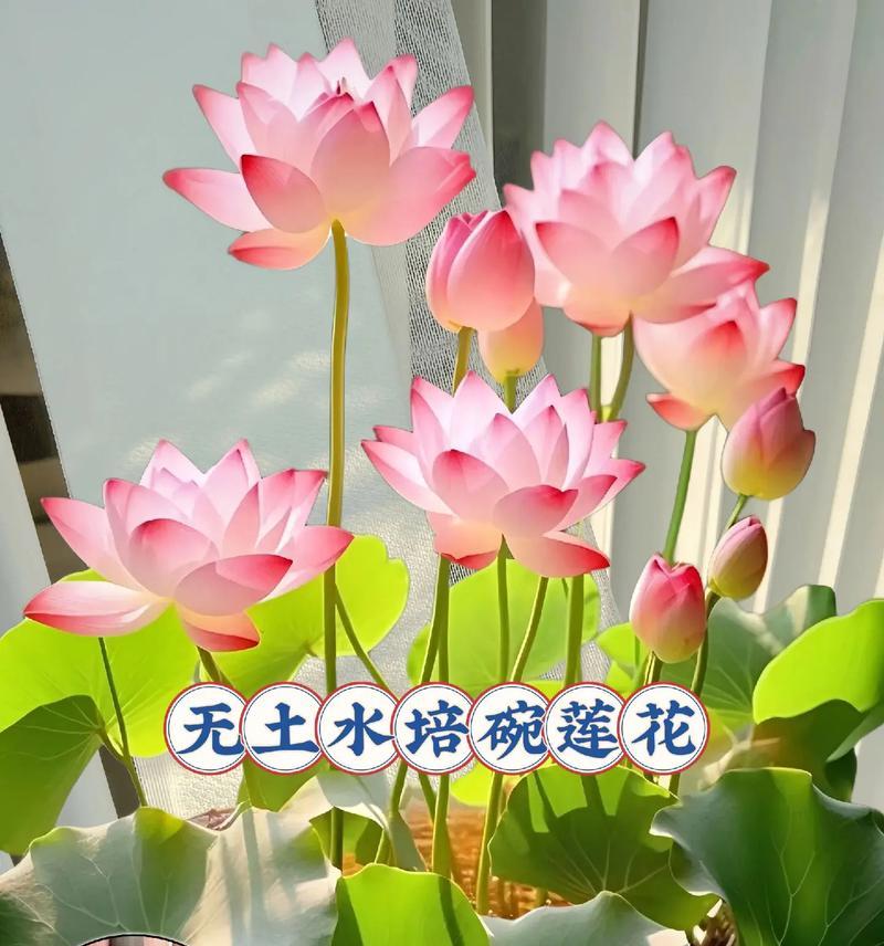 深夜寂寞的花语是什么花？如何选择深夜表达情感的花朵？