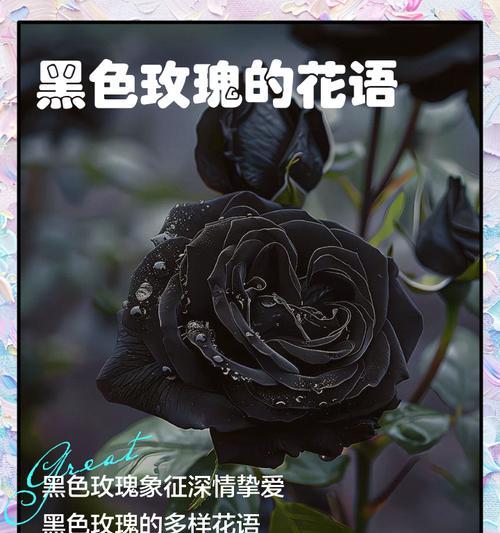 不听玫瑰花语有何深意？