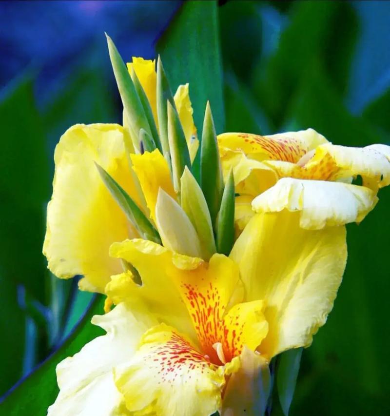 道具美丽的花语代表什么？如何挑选合适的花？