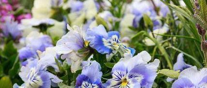 道具美丽的花语代表什么？如何挑选合适的花？