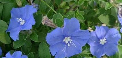 道具美丽的花语代表什么？如何挑选合适的花？