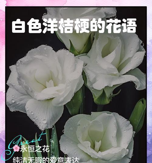洋桔梗作为礼物的花语是什么？它代表了什么？