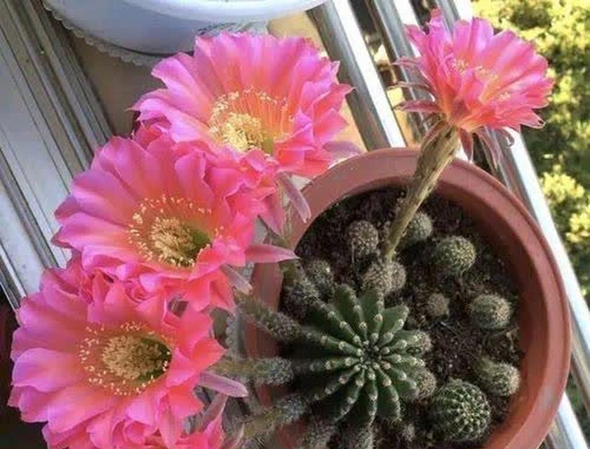 仙人掌的花语是什么？为什么它有特别的含义吗？