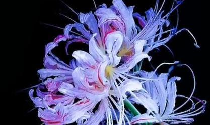 曼陀罗花在烟花下有何寓意？其花语是什么？