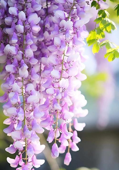 三琪紫色的花语有何深意？它象征着什么？
