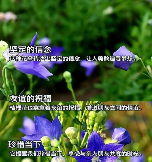 桔梗花有哪些不同的花语？