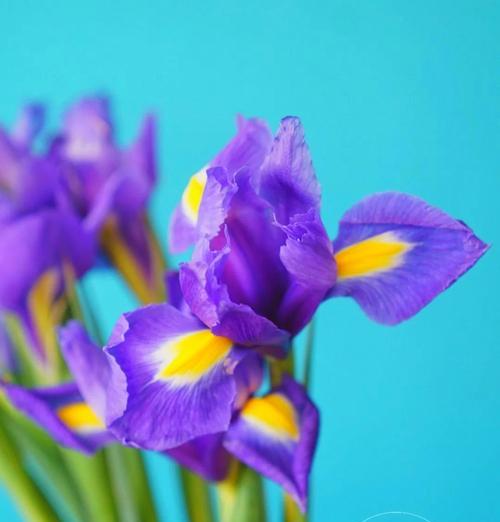 什么花语代表深情？如何选择代表深情的花朵？