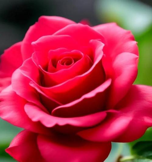 什么花语代表深情？如何选择代表深情的花朵？