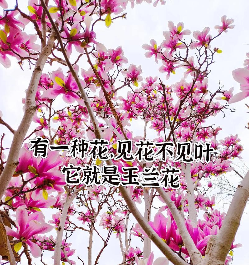 哪种花的花语中包含了玉兰花的元素？