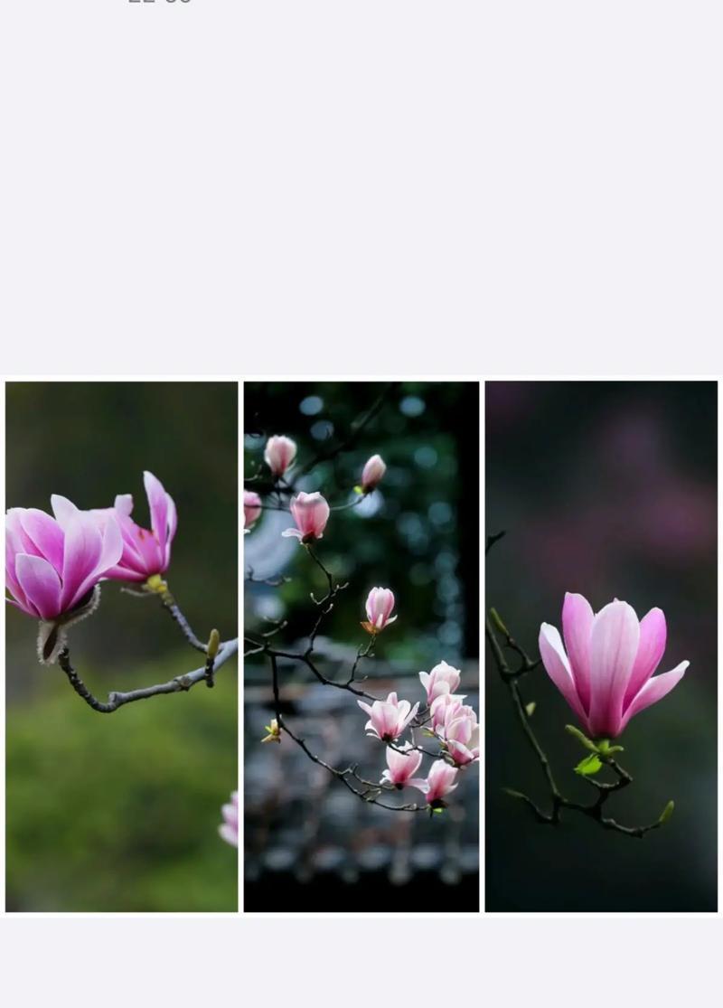 哪种花的花语中包含了玉兰花的元素？