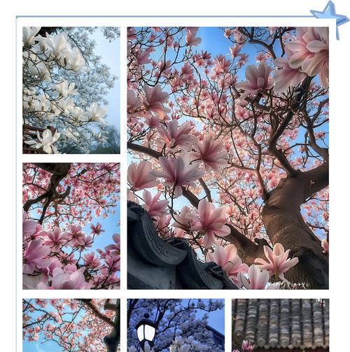 哪种花的花语中包含了玉兰花的元素？
