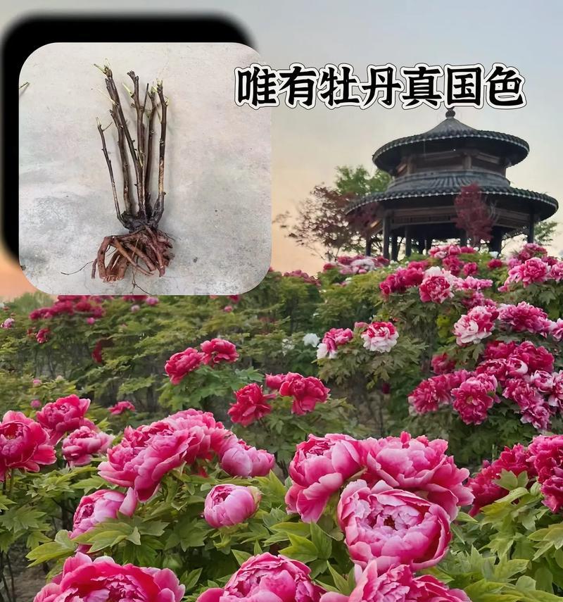 牧丹花的花语和寓意通常是什么？