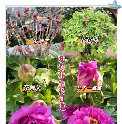 牧丹花的花语和寓意通常是什么？