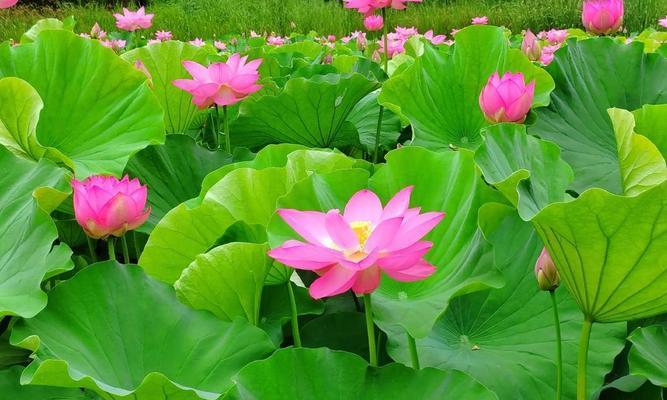 粉荷花的花语是什么？它在诗词中代表了什么？