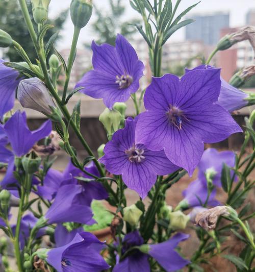 蓝色洋桔梗花的花语是什么？有何特别寓意？