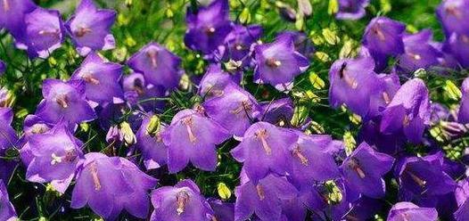 小甜菊的花语寓意是什么？有何特别之处？