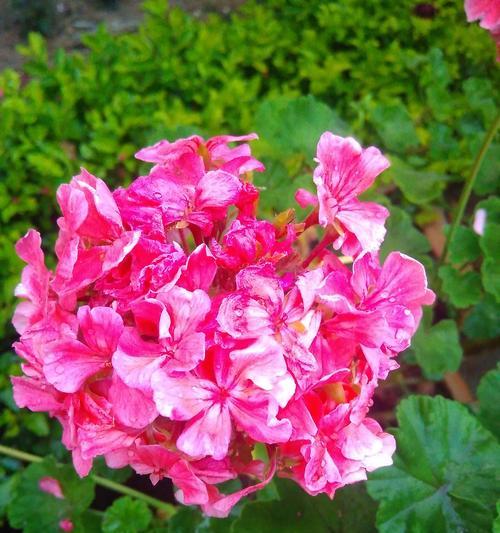 小甜菊的花语寓意是什么？有何特别之处？